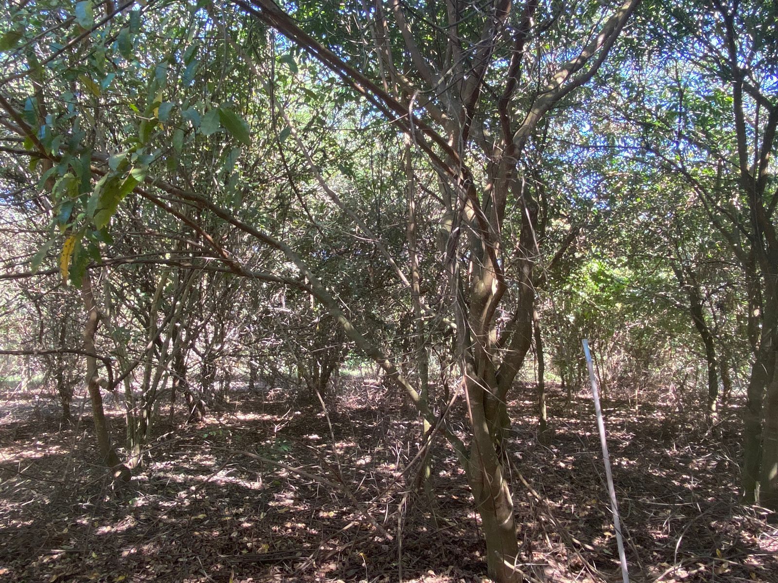 UA - Fazenda São João, Borborema/SP